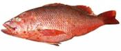美國紅鯛魚400-500g